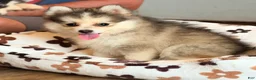 Pomsky dogs for sale: Drake - Ad 11