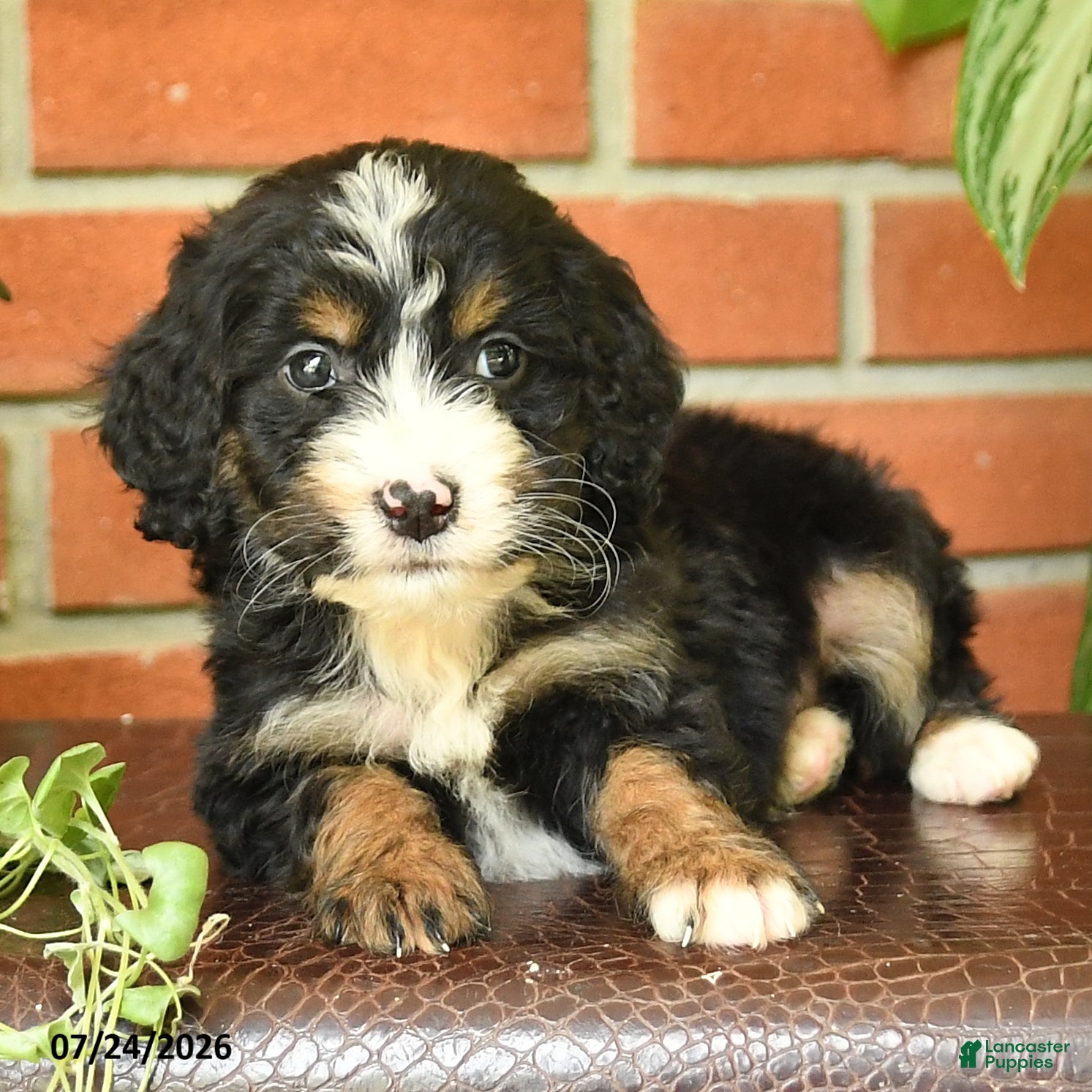 Bernedoodle dogs Little Joney - Ad 2