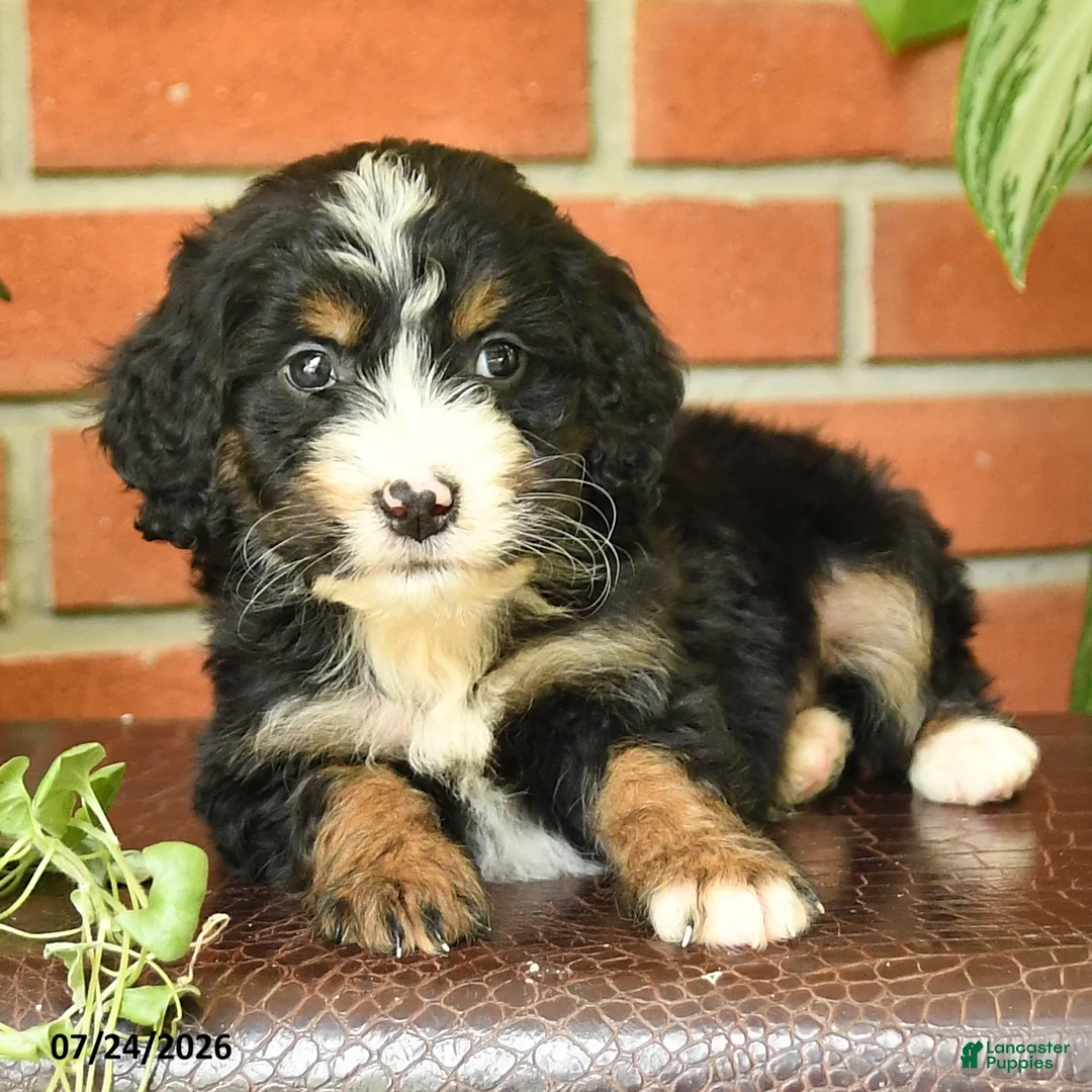 Bernedoodle dogs for sale: Little Joney - Ad 2