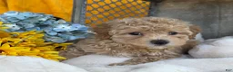 Toy Poodle dogs for sale: Ricky - Ad 6