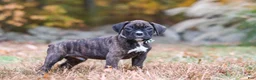 Boxer dogs for sale: Luca - Ad 5