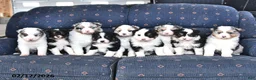 Australian Shepherd dogs for sale: Flint - Ad 5