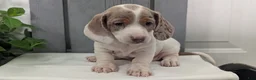 Miniature Dachshund dogs for sale: Milo - Ad 8