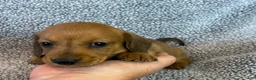 Miniature Dachshund dogs for sale: Paisley  - Ad 3