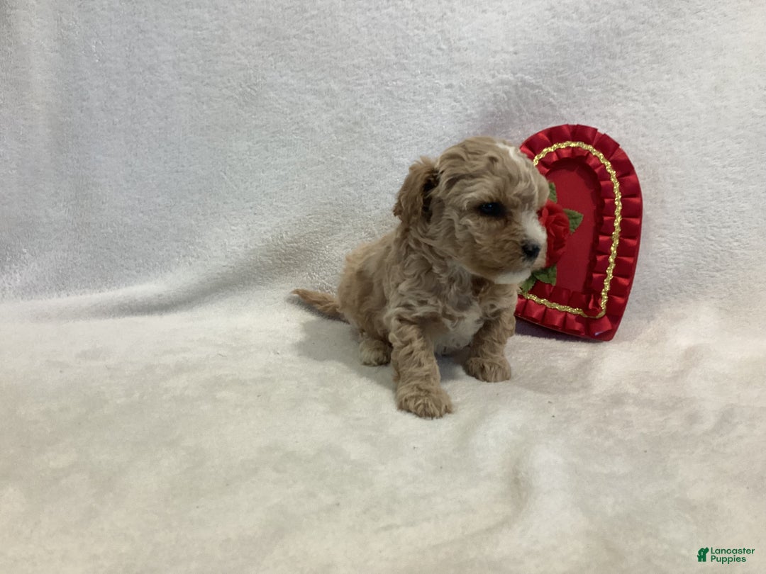 Maltipoo dogs for sale: Captain - Ad 9
