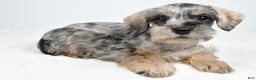 Schnoodle dogs for sale: Merri - Ad 7
