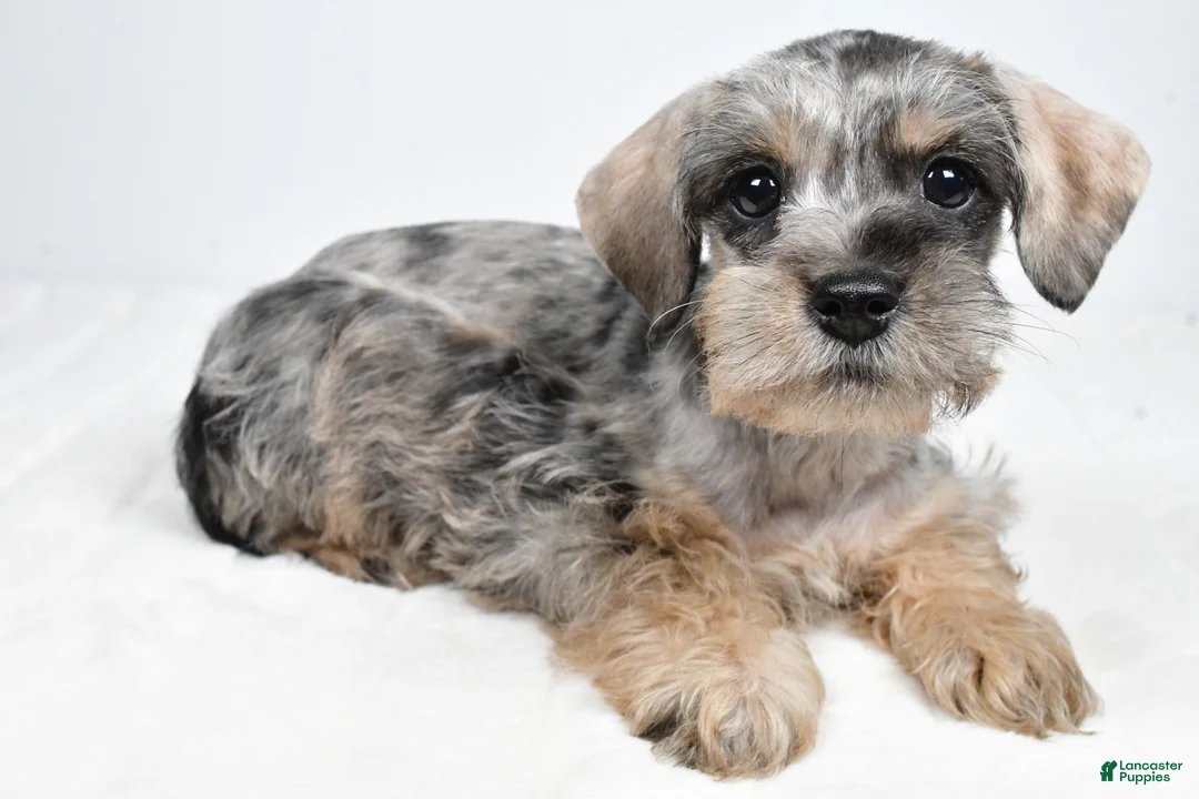 Schnoodle dogs for sale: Merri - Ad 7