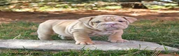 English Bulldog dogs for sale: Fringes - Ad 5