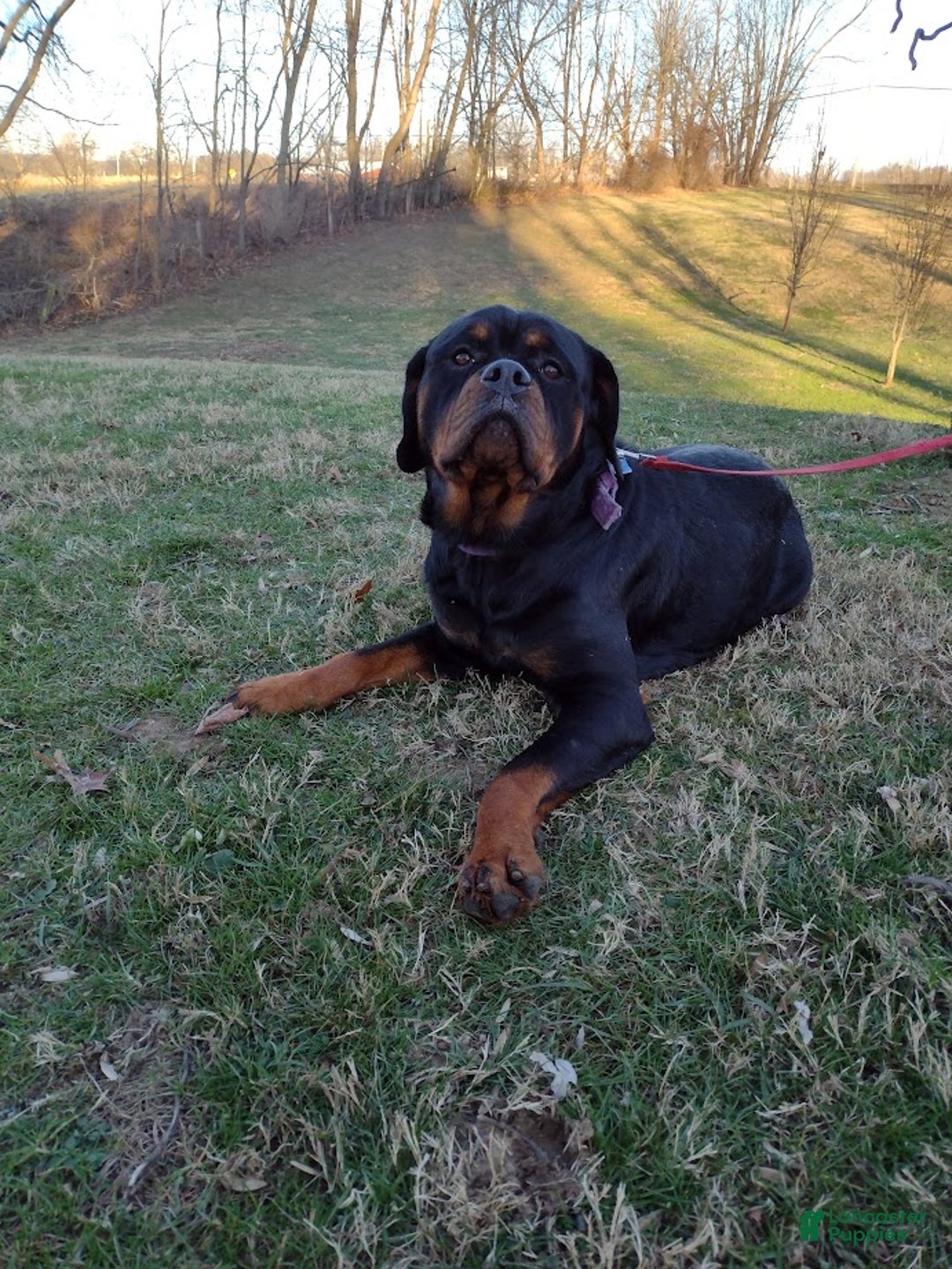 Rottweiler dogs for sale: Diesel - Ad 5