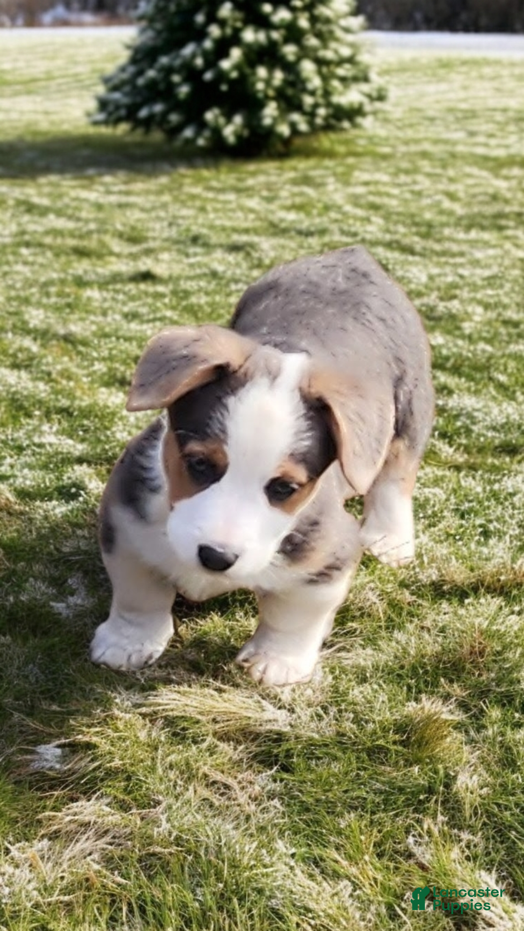 Welsh Corgi Pembroke dogs for sale: Apex Bluie  - Ad 7