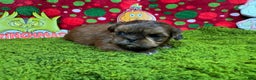 Shih Tzu dogs for sale: Shih Tzu Puppy 2 - Ad 2