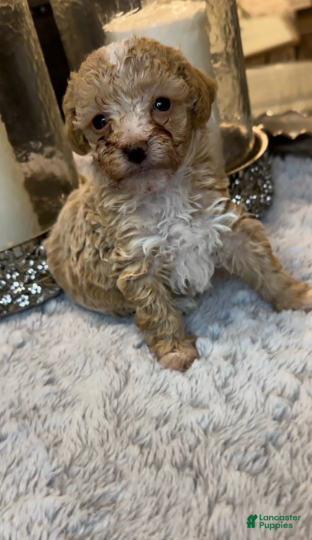 Toy Poodle dogs for sale: Toy Poodle 1 - Ad 2