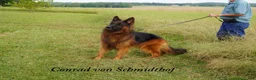 German Shepherd dogs for sale: German Shepherd female red collar - Ad 25
