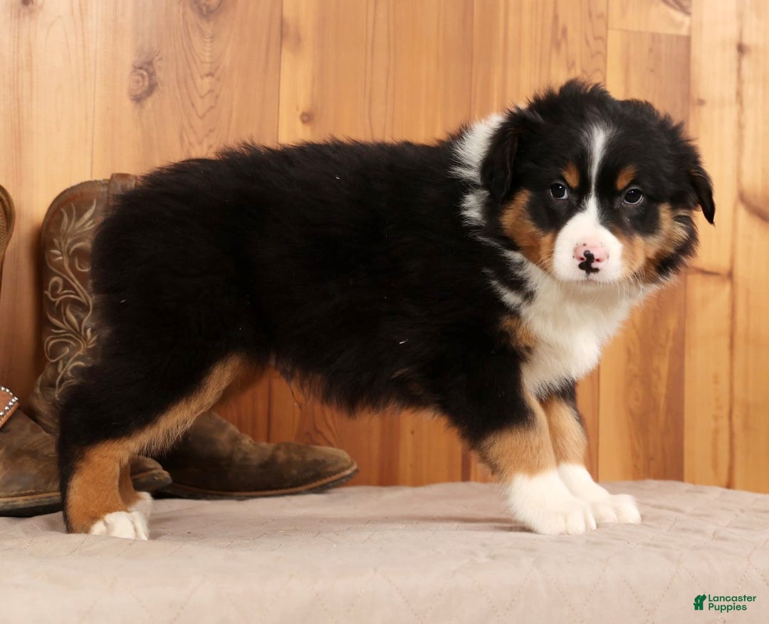 Australian Shepherd dogs for sale: Trooper - Ad 4