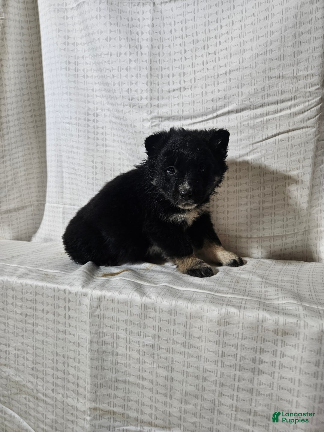 Mixed Breed dogs for sale: Cole - Ad 6