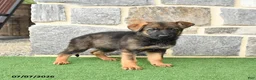 German Shepherd dogs for sale: Olivia - Ad 4
