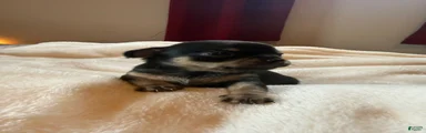 Chihuahua 3