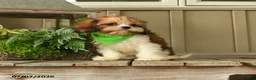 Cavachon dogs for sale: Wilma - Ad 3