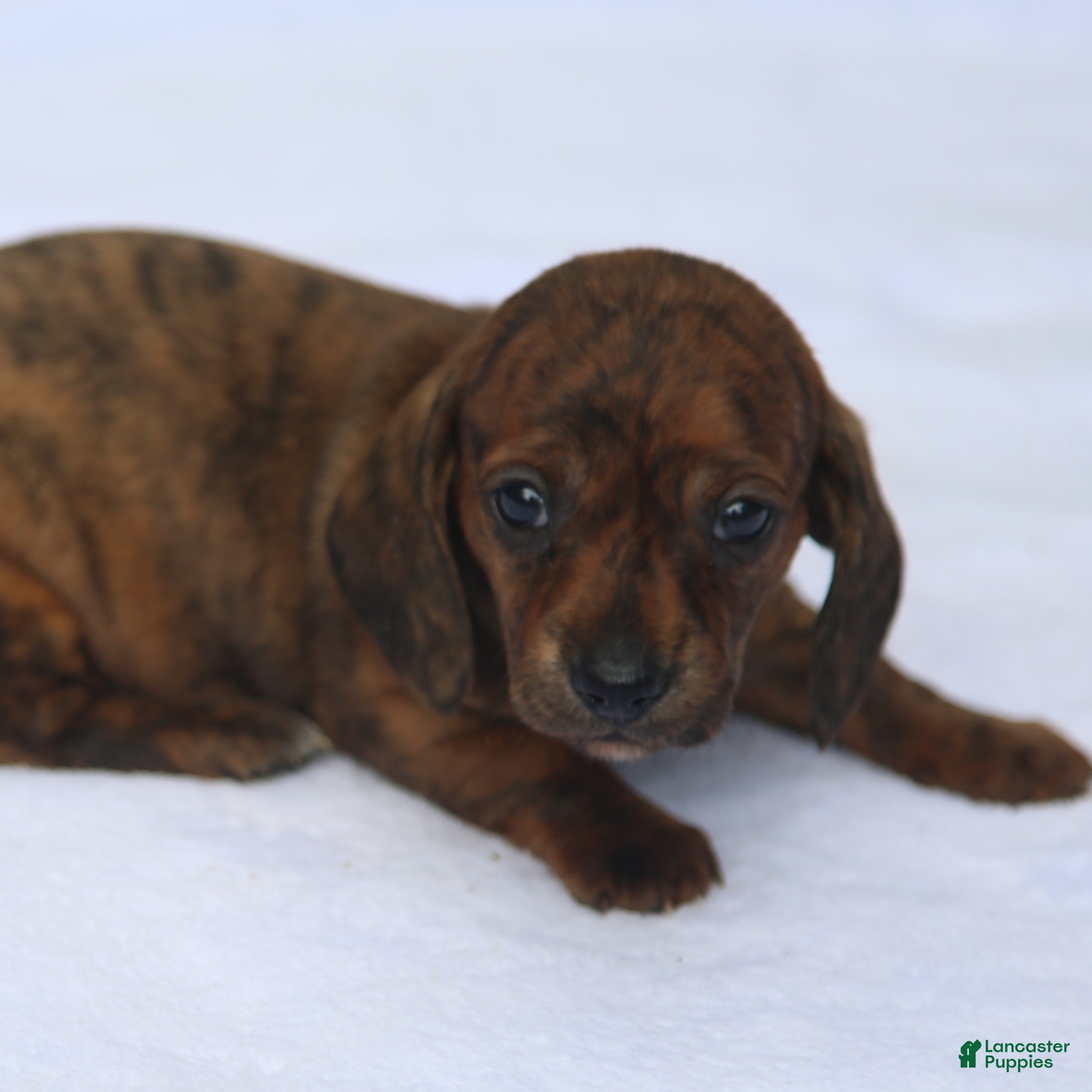 Dachshund dogs for sale: Red Brindle Smooth - Ad 1