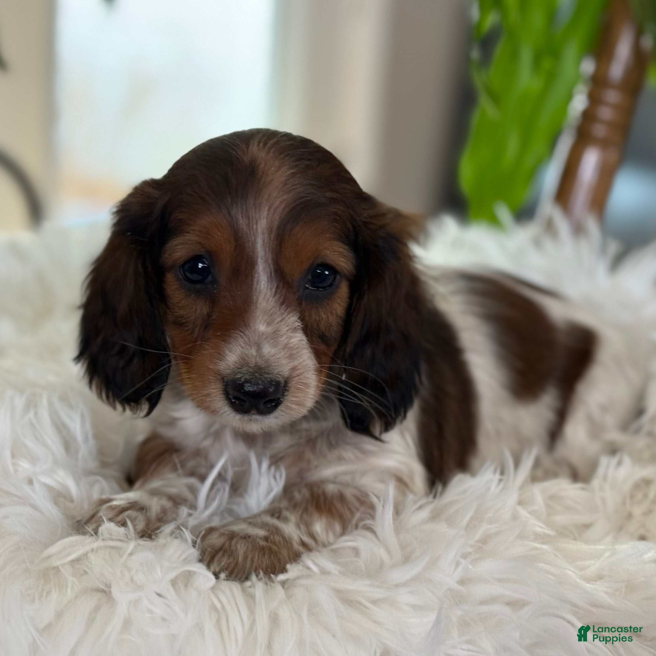 Miniature Dachshund dogs Harlowe - Ad 2