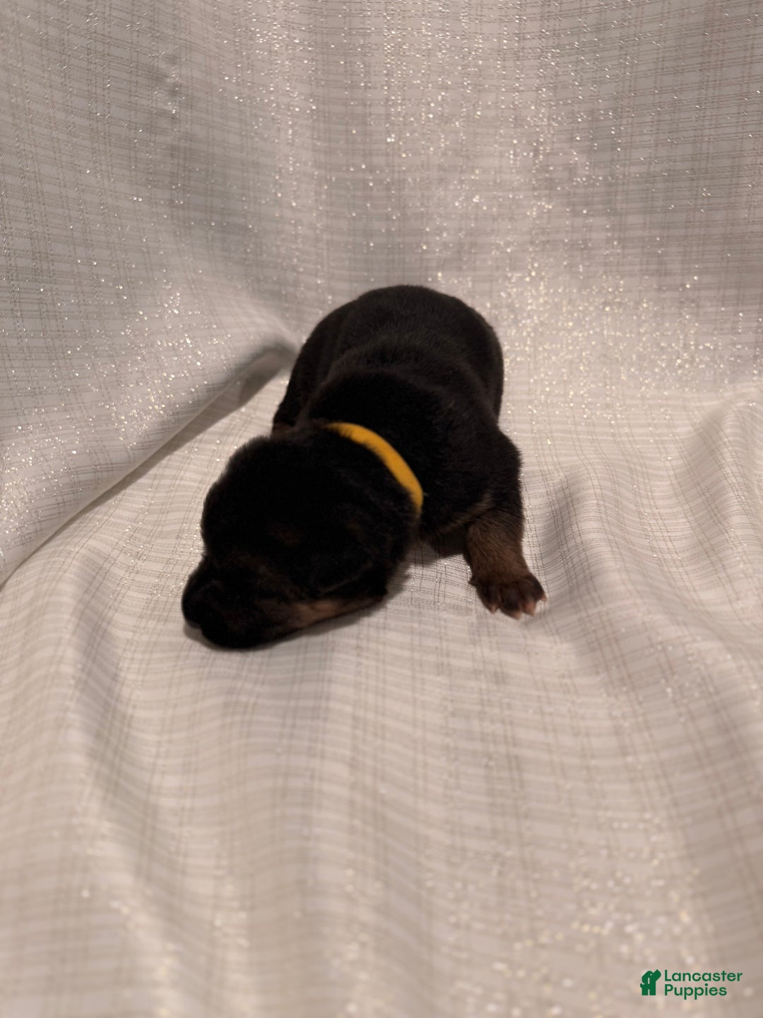 German Shepherd dogs for sale: German Shepherd Puppy 2 - Ad 3