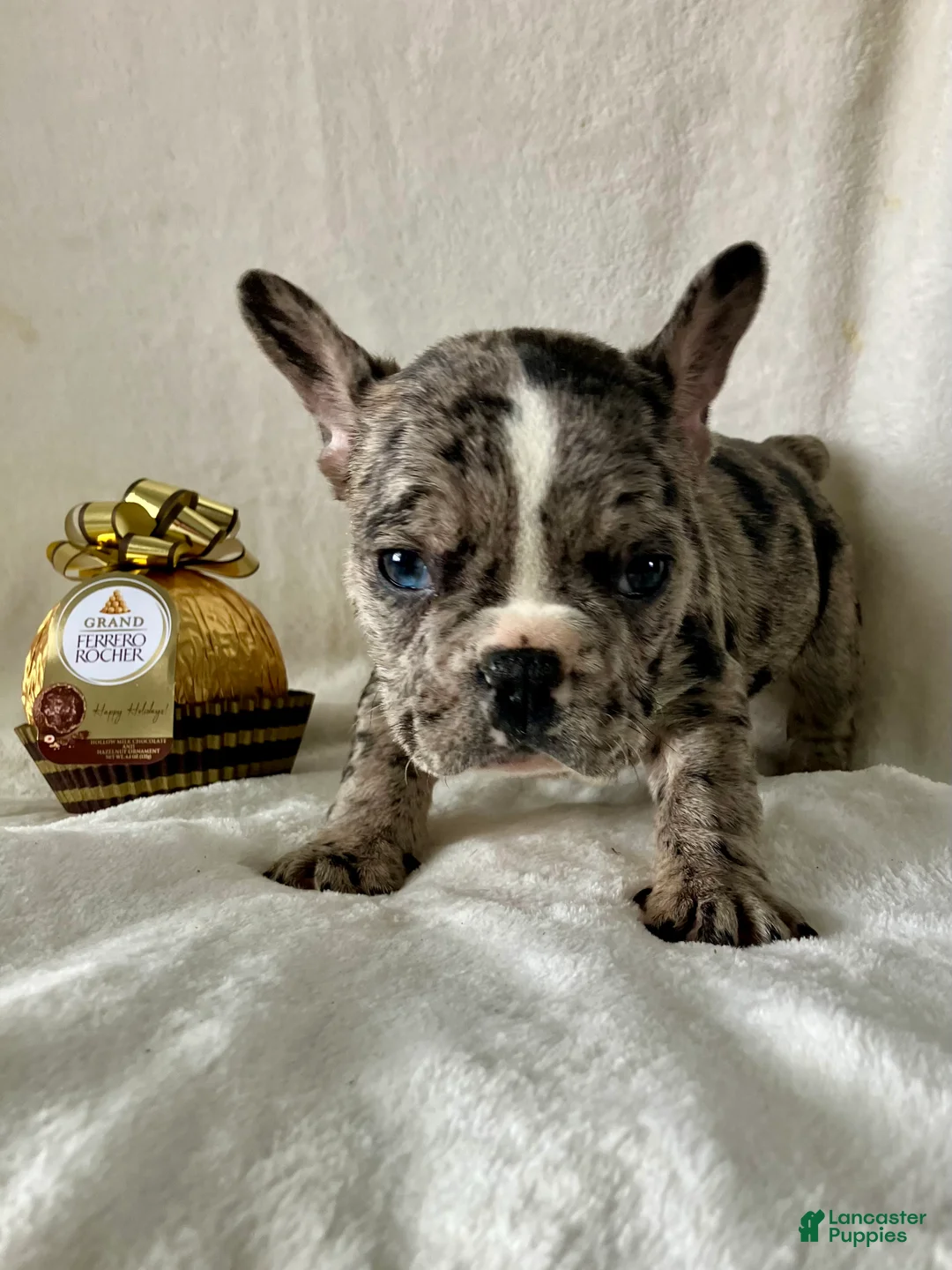 French Bulldog dogs for sale: Pepper - Ad 7