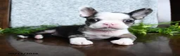 Boston Terrier dogs for sale: Emma - Ad 2
