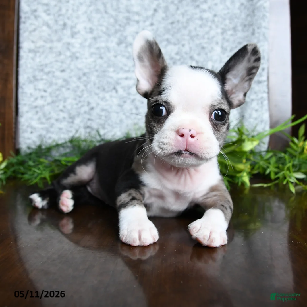 Boston Terrier dogs for sale: Emma - Ad 2