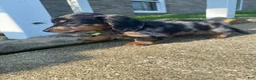 Miniature Dachshund dogs for sale: Duke - Ad 4