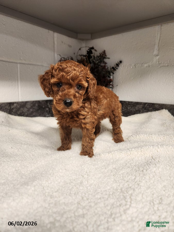 Mini Goldendoodle dogs Audrey - Ad 3