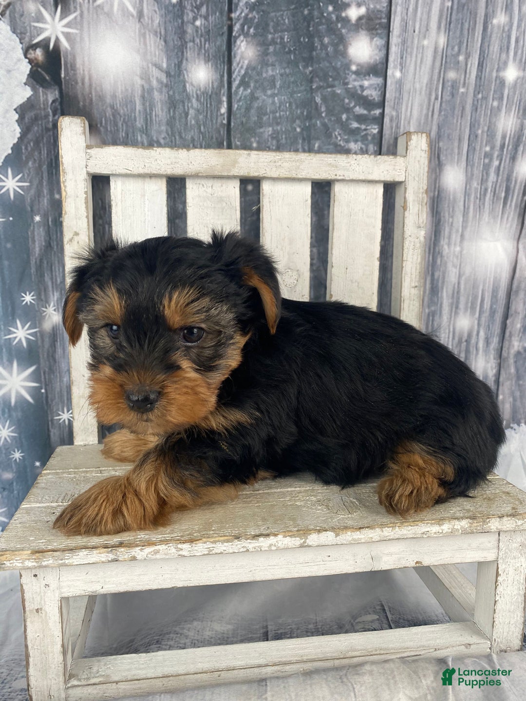 Yorkshire Terrier dogs for sale: Cali - Ad 5