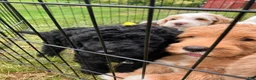 Labradoodle dogs for sale: Fiona - Ad 6