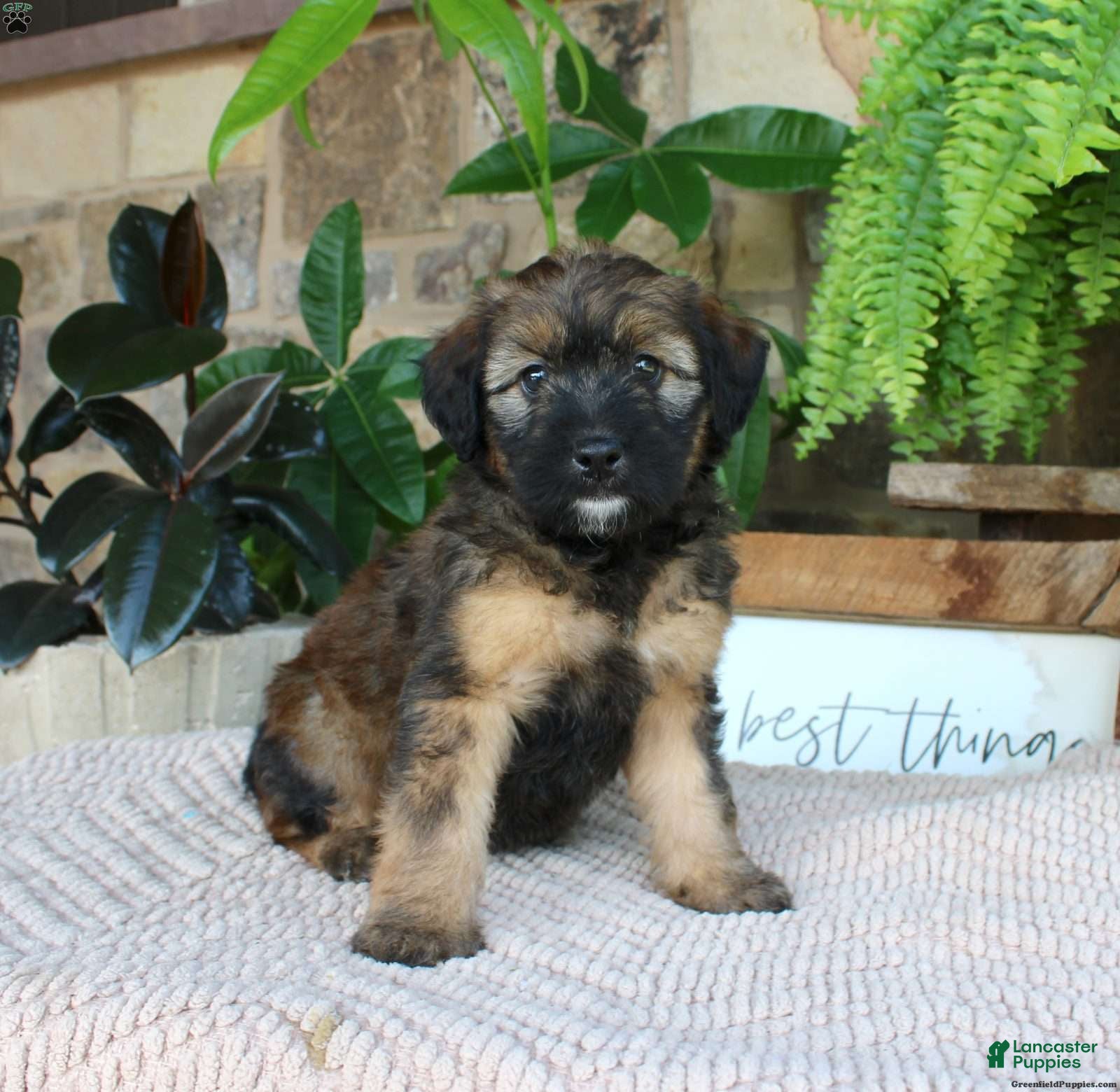 Whoodle dogs for sale: Lisa - Ad 1