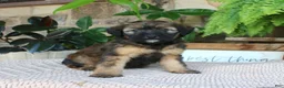 Whoodle dogs for sale: Lisa - Ad 1
