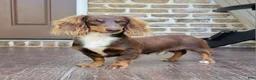 Miniature Dachshund dogs for sale: Venture  - Ad 43