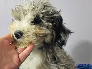 Sheepadoodle dogs Sheepadoodle Puppy 4 - Ad 25