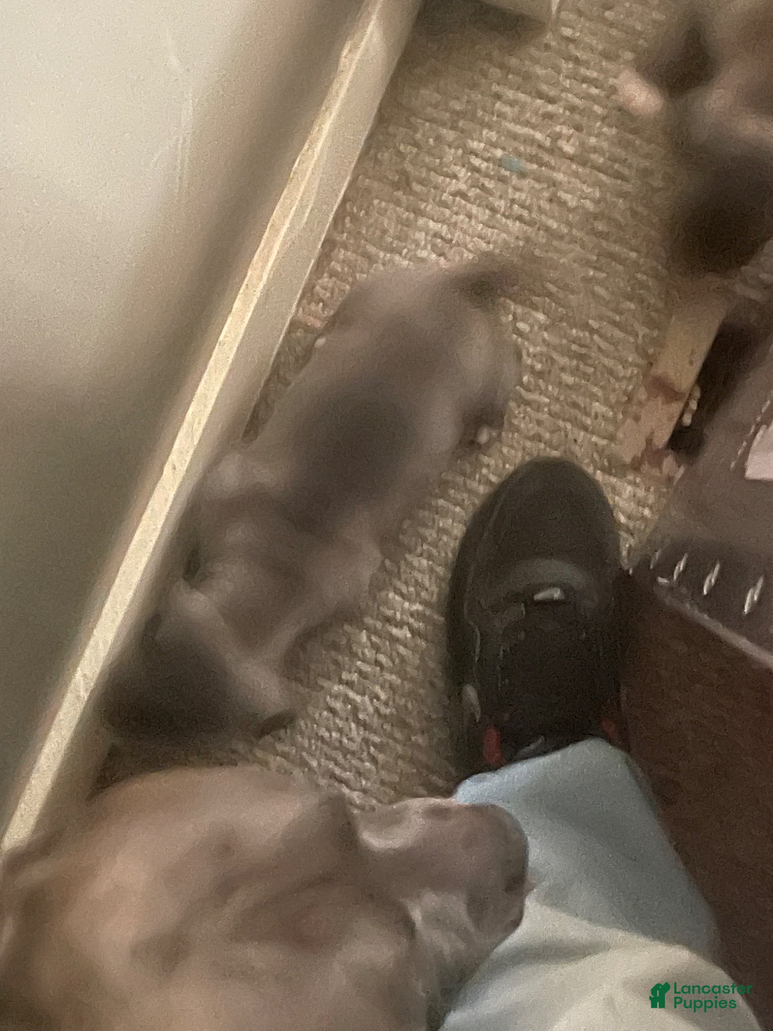 American Bully dogs American Bully Puppy 6 - Ad 1