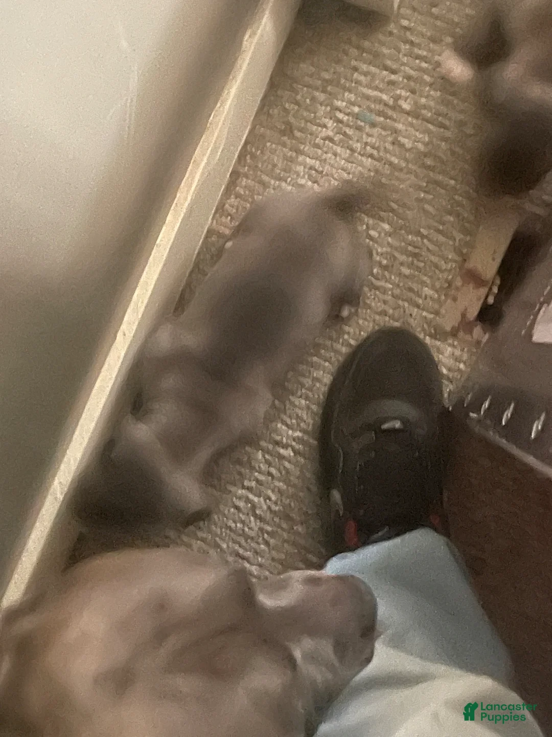 American Bully dogs for sale: American Bully Puppy 6 - Ad 1