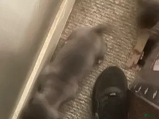 American Bully dogs American Bully Puppy 6 - Ad 1