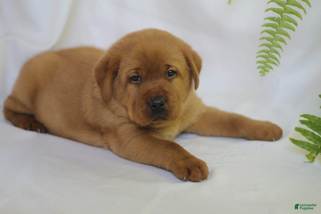 Labrador Retriever dogs for sale: Ted - Ad 4
