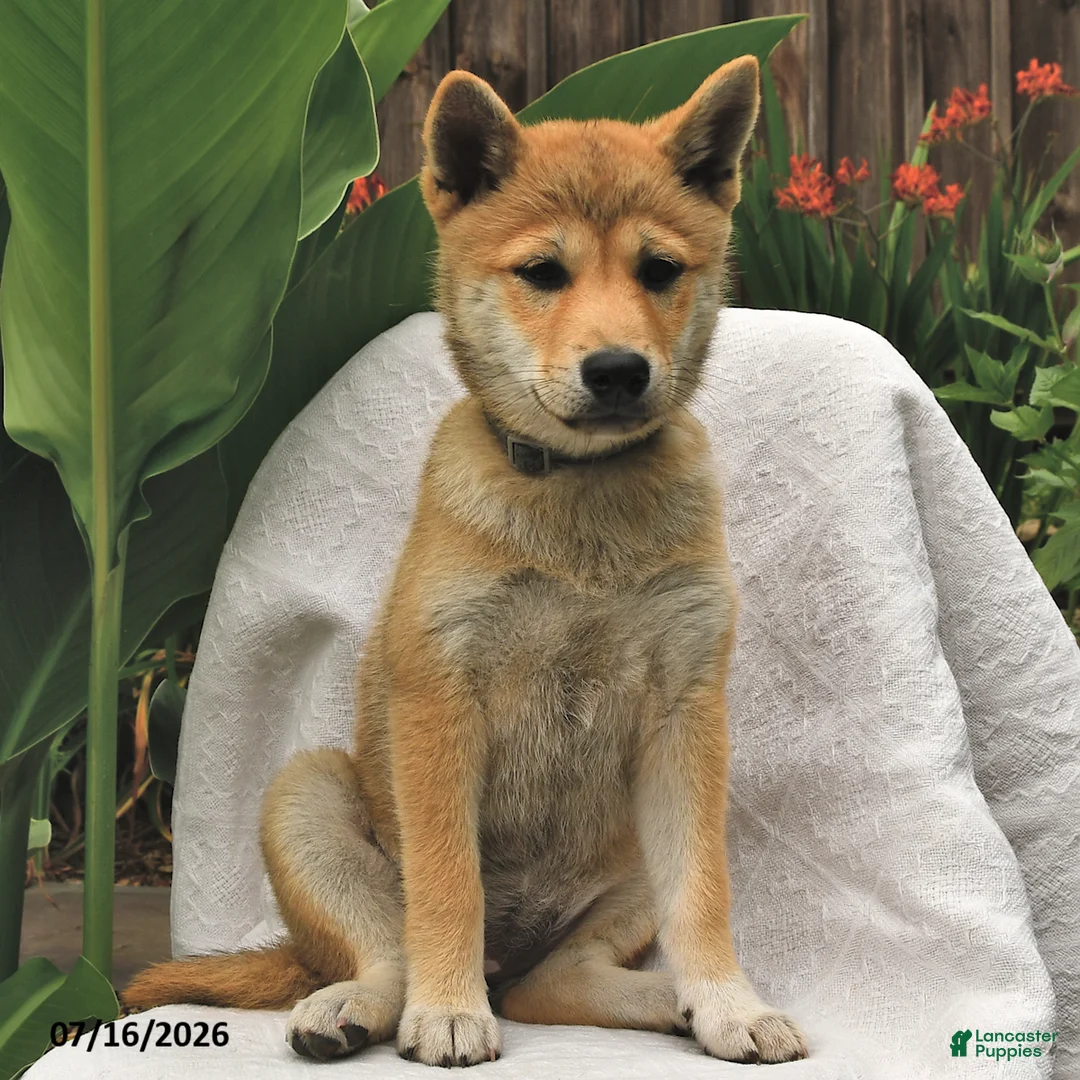 Shiba Inu dogs for sale: Starlight - Ad 2