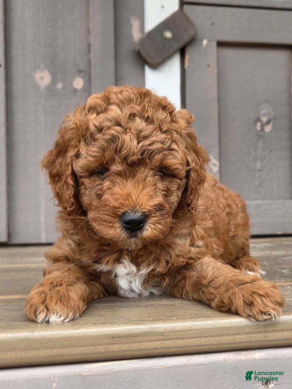 Mini Goldendoodle dogs Cuddles - Ad 2