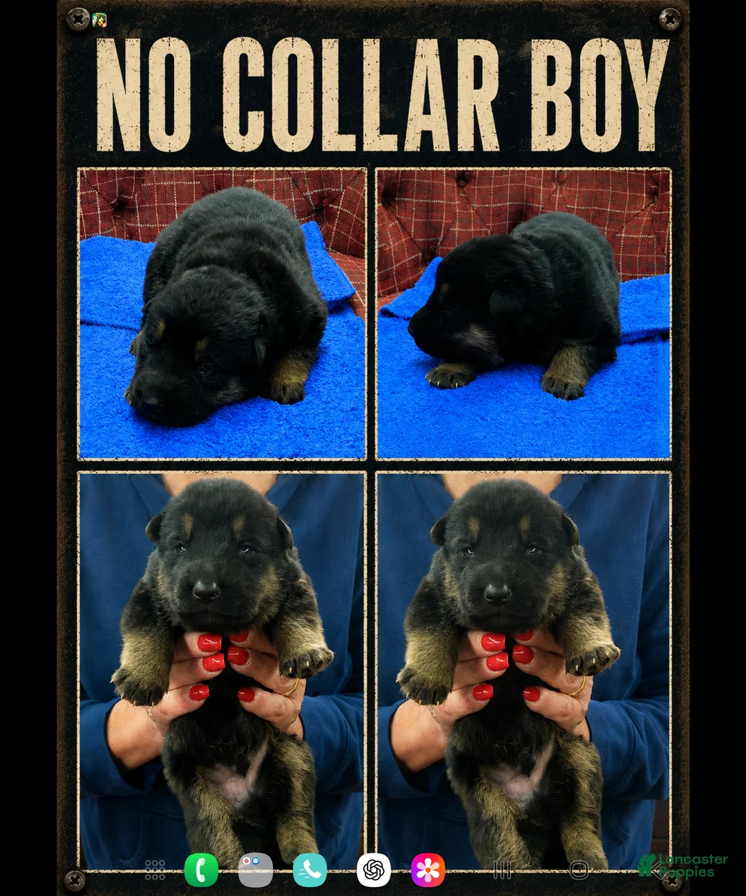 German Shepherd dogs for sale: German Shepherd Puppy 2 - Ad 1