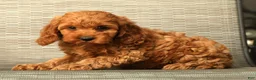 Cockapoo dogs for sale: Luna - Ad 7
