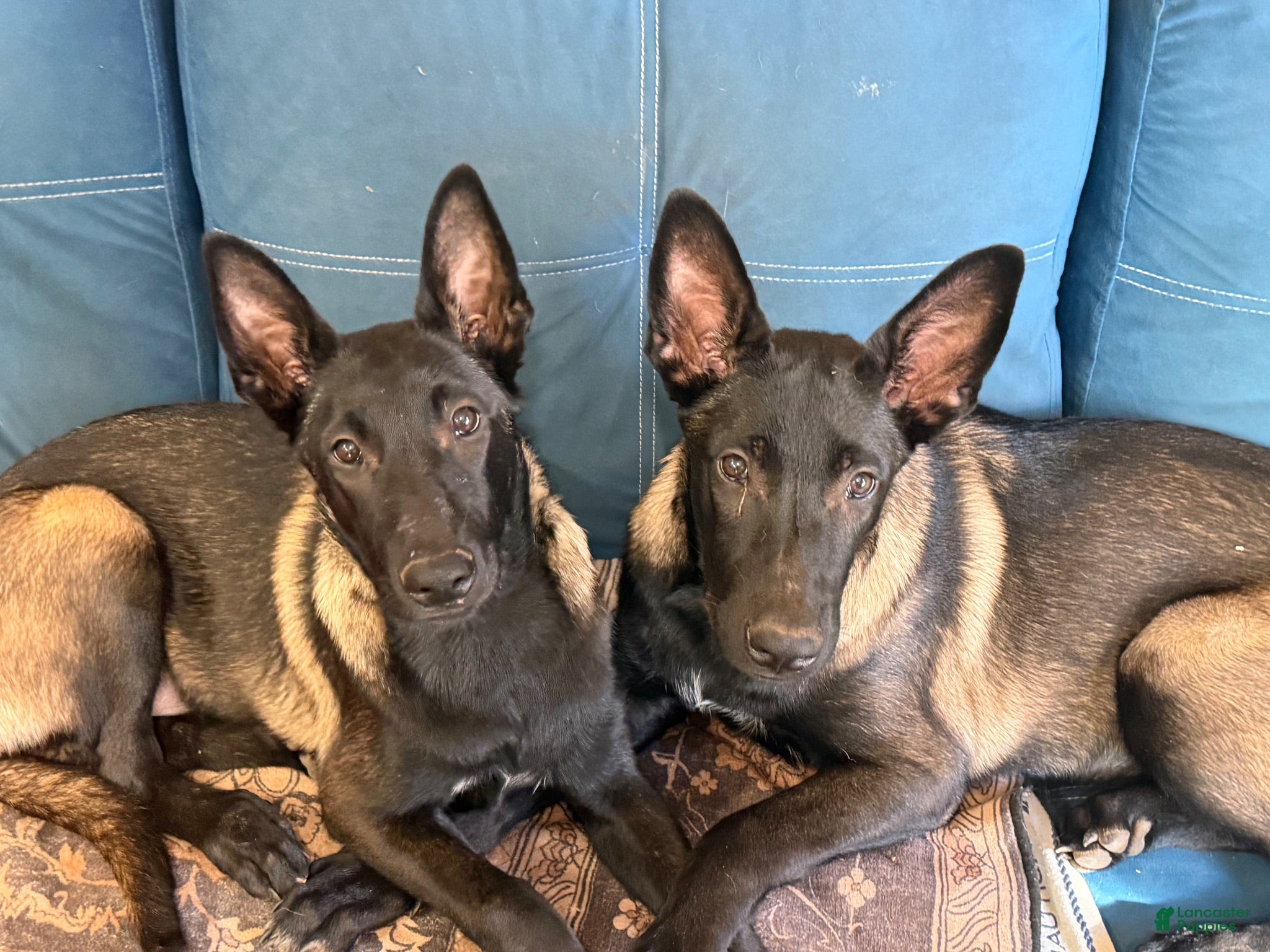 Belgian Malinois dogs OSA #2 - Ad 1