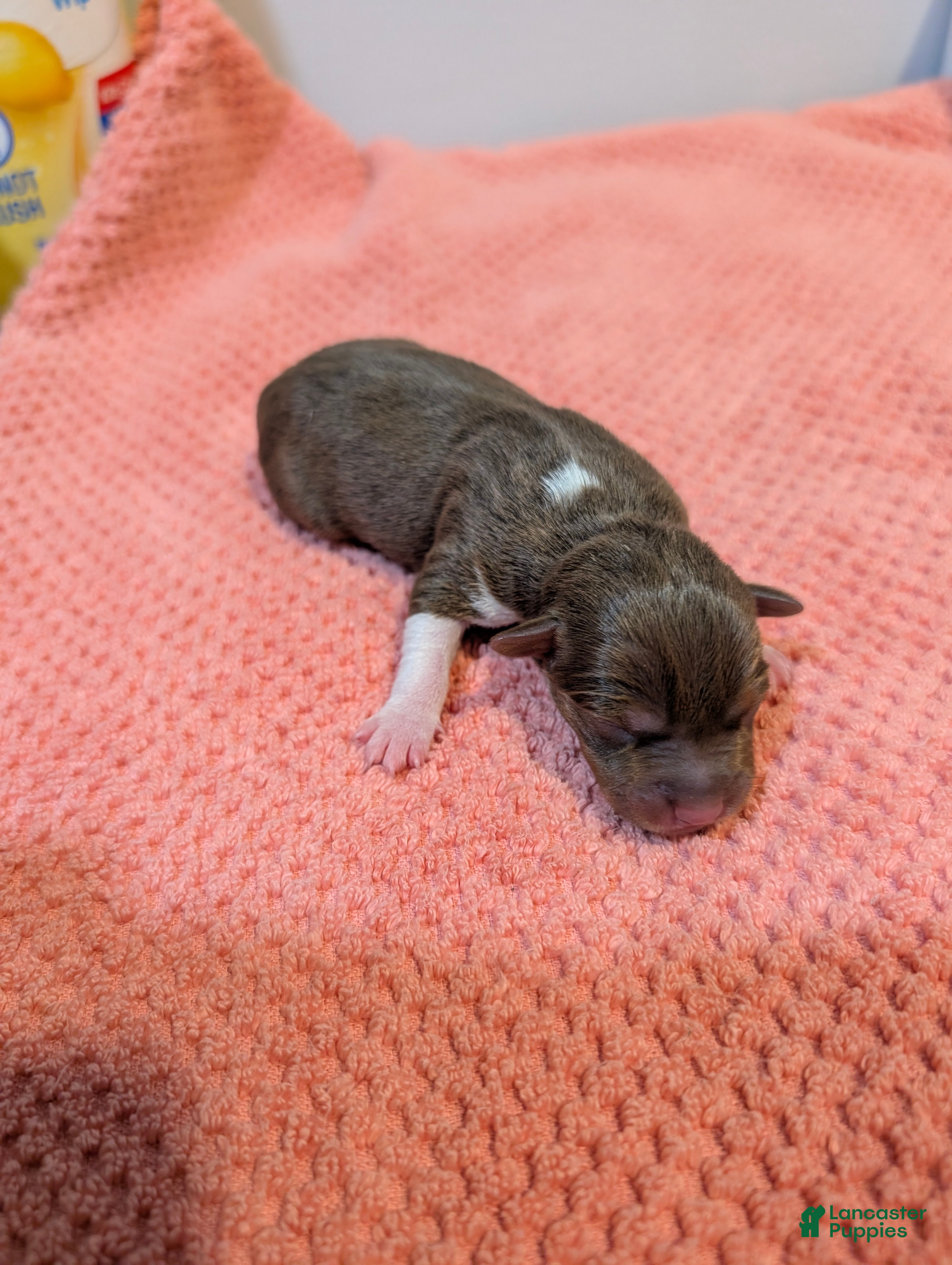 Rat Terrier dogs Jason - Mini Rat  - Ad 1