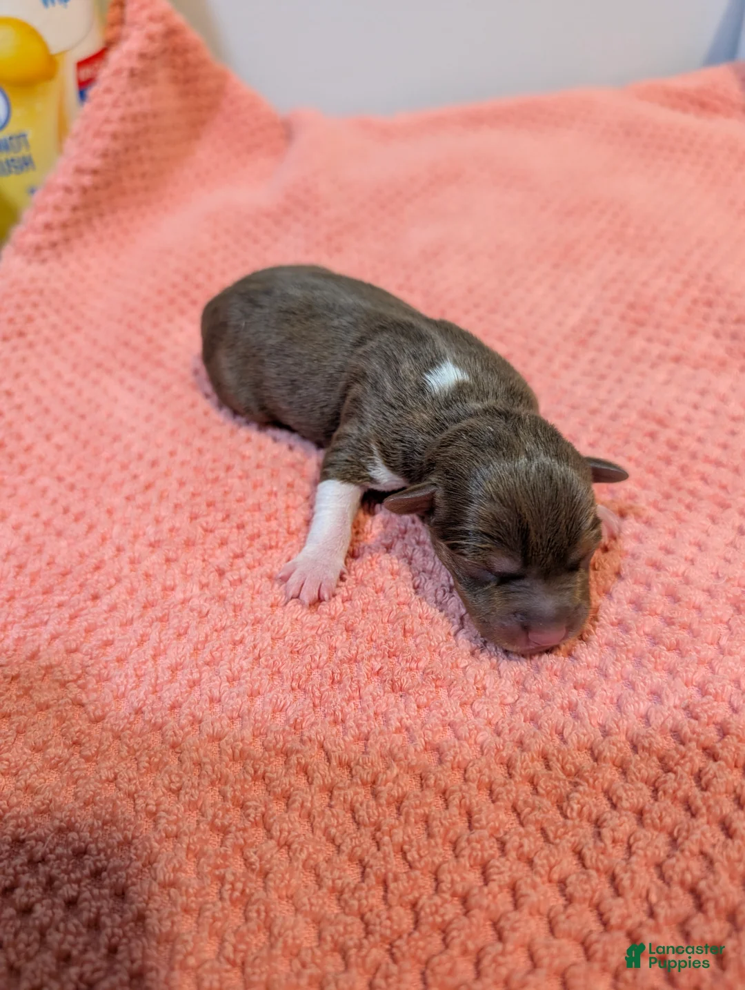 Rat Terrier dogs for sale: Jason - Mini Rat  - Ad 1