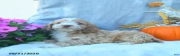 Cockapoo dogs for sale: Ginger  - Ad 3