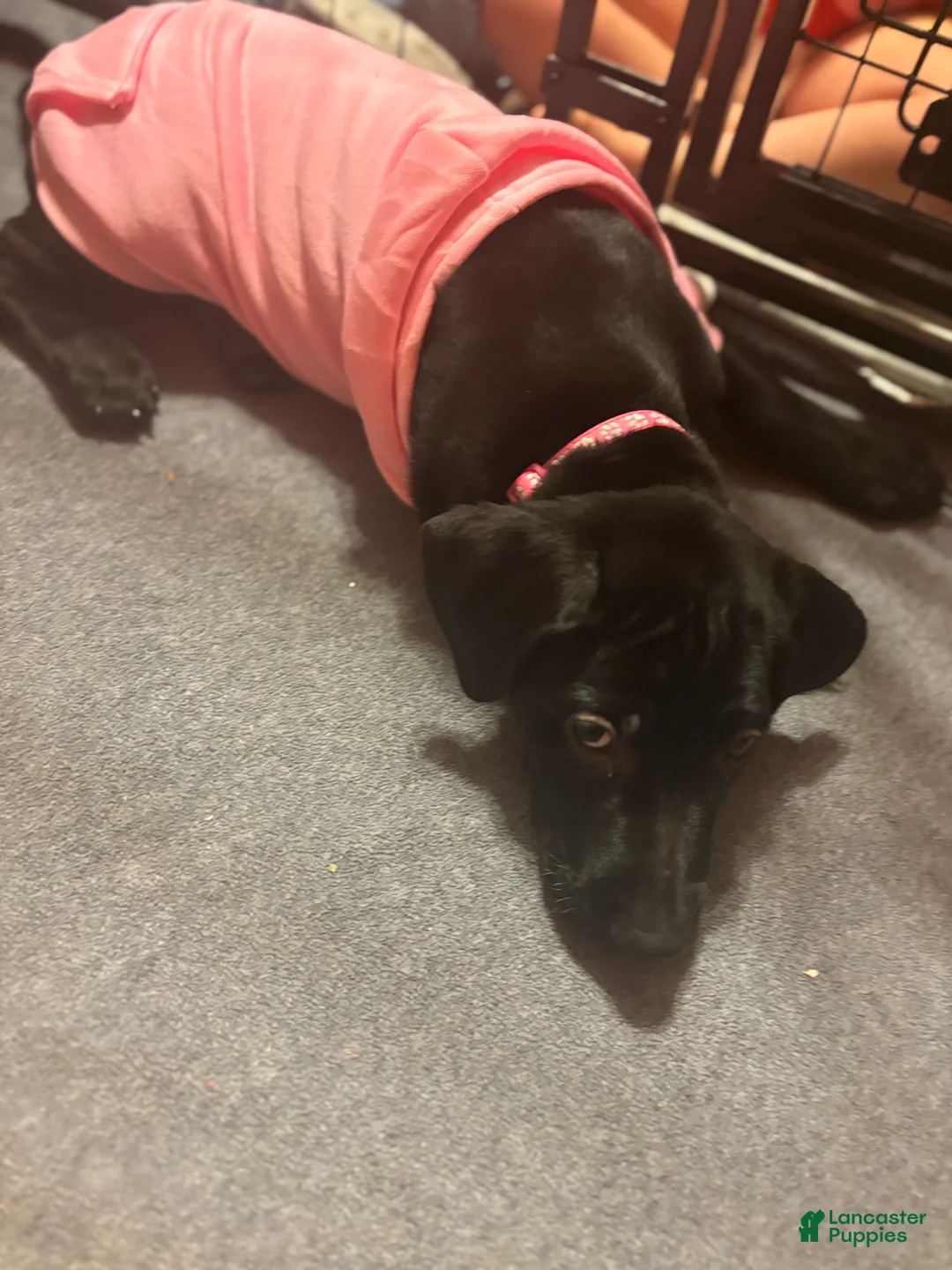 Goldador dogs for sale: Daisy - Ad 2