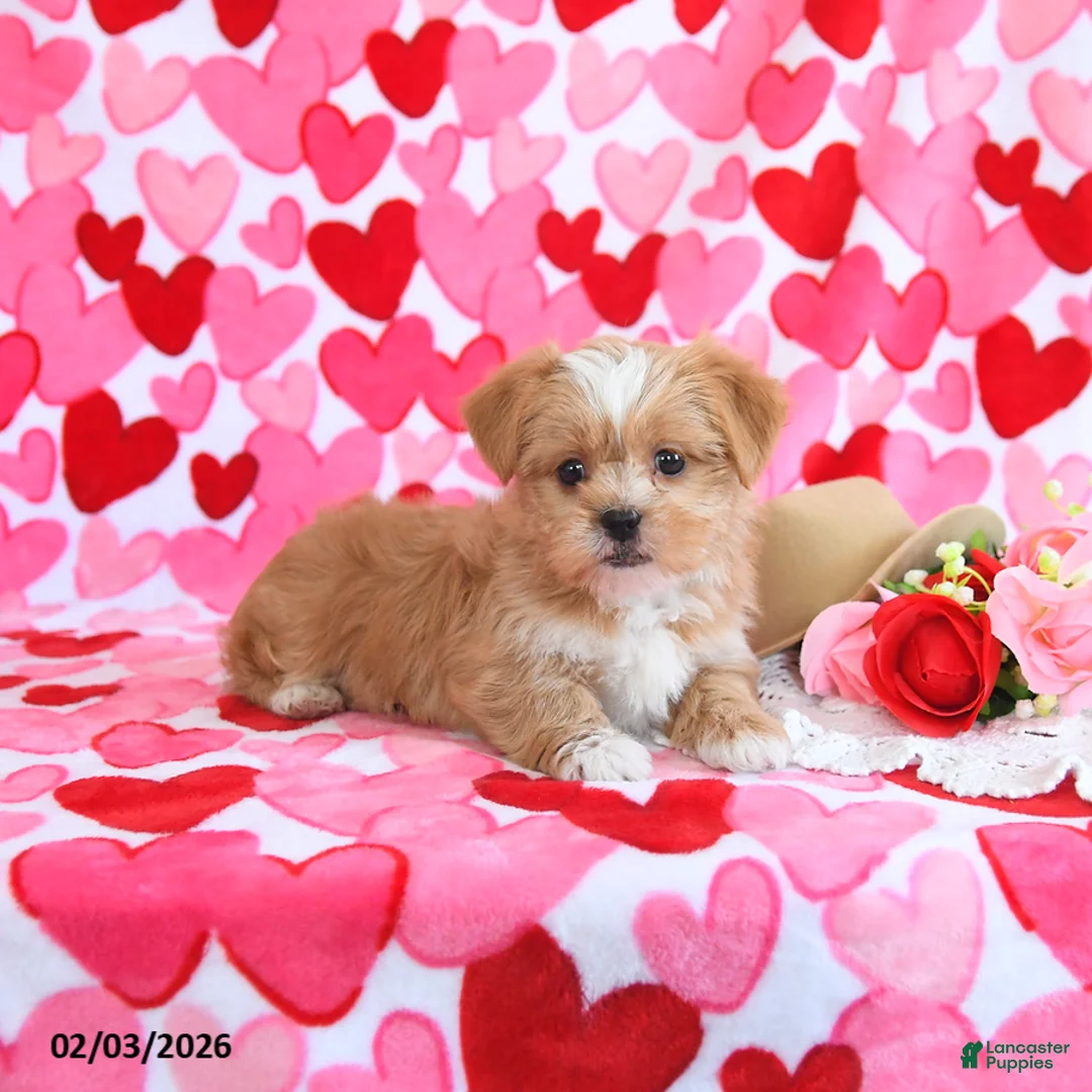 Shorkie dogs for sale: Honey - Ad 5